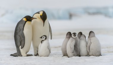 Symbol Antarktydy oficjalnie wymiera. Powód nie jest zaskakujący
