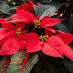 Symbol świąt o ciekawych właściwościach. Tajemnice gwiazdy betlejemskiej