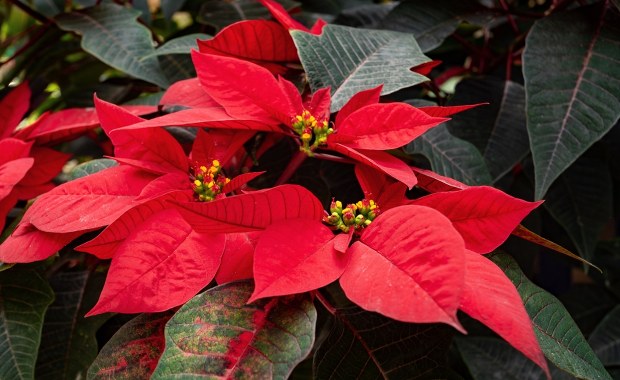 Symbol świąt o ciekawych właściwościach. Tajemnice gwiazdy betlejemskiej