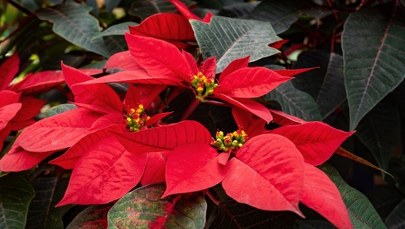 Symbol świąt o ciekawych właściwościach. Tajemnice gwiazdy betlejemskiej