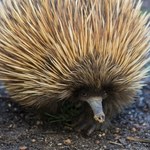 Symbole Australii mają zaskakującego przodka. Właśnie go odkryli