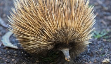 Symbole Australii mają zaskakującego przodka. Właśnie go odkryli