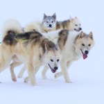 Symboliczna decyzja władz Grenlandii. Zaproszenie wycofane