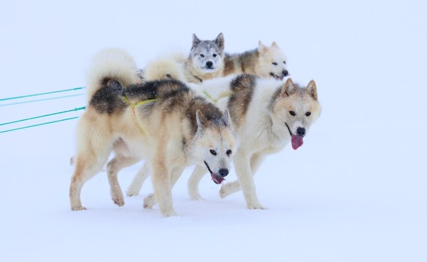 Symboliczna decyzja władz Grenlandii. Zaproszenie wycofane
