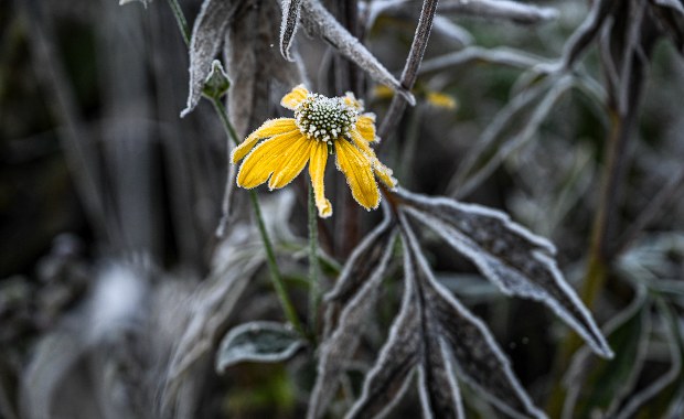 Synoptycy ostrzegają przed przymrozkami. To nie żart 