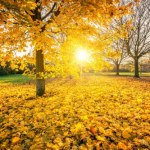 Synoptycy pod wrażeniem: To wyjątkowy rok