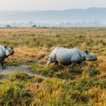 Synowa i teściowa w zoo. Czy nosorożce ze sobą wytrzymają?