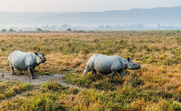 Synowa i teściowa w zoo. Czy nosorożce ze sobą wytrzymają?