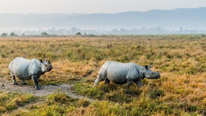 Synowa i teściowa w zoo. Czy nosorożce ze sobą wytrzymają?