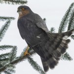 Sypiesz karmę do karmnika? Tylko czeka, żeby zapolować tam na ptaki