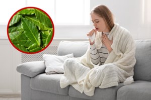 Syrop z liści laurowych: Na kaszel i inne objawy przeziębienia