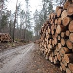 System sprzedaży drewna na nowo. Lasy Państwowe podały datę