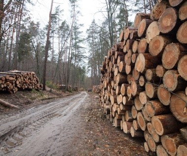 System sprzedaży drewna na nowo. Lasy Państwowe podały datę