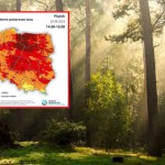 Sytuacja w lasach coraz gorsza? Specjaliści ostrzegają