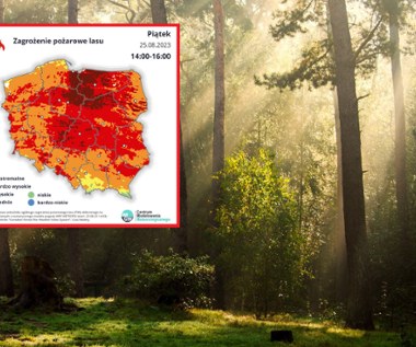 Sytuacja w lasach coraz gorsza? Specjaliści ostrzegają