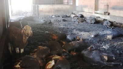 "Sytuacja wymyka się spod kontroli". Ogromne pożary w Hiszpanii