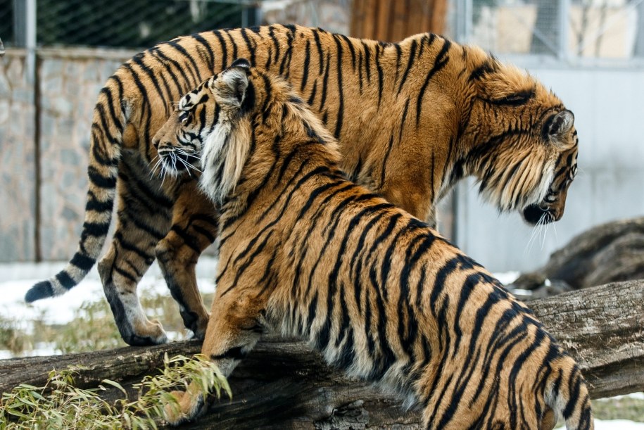 Tygrysy rozszarpały właściciela prywatnego zoo
