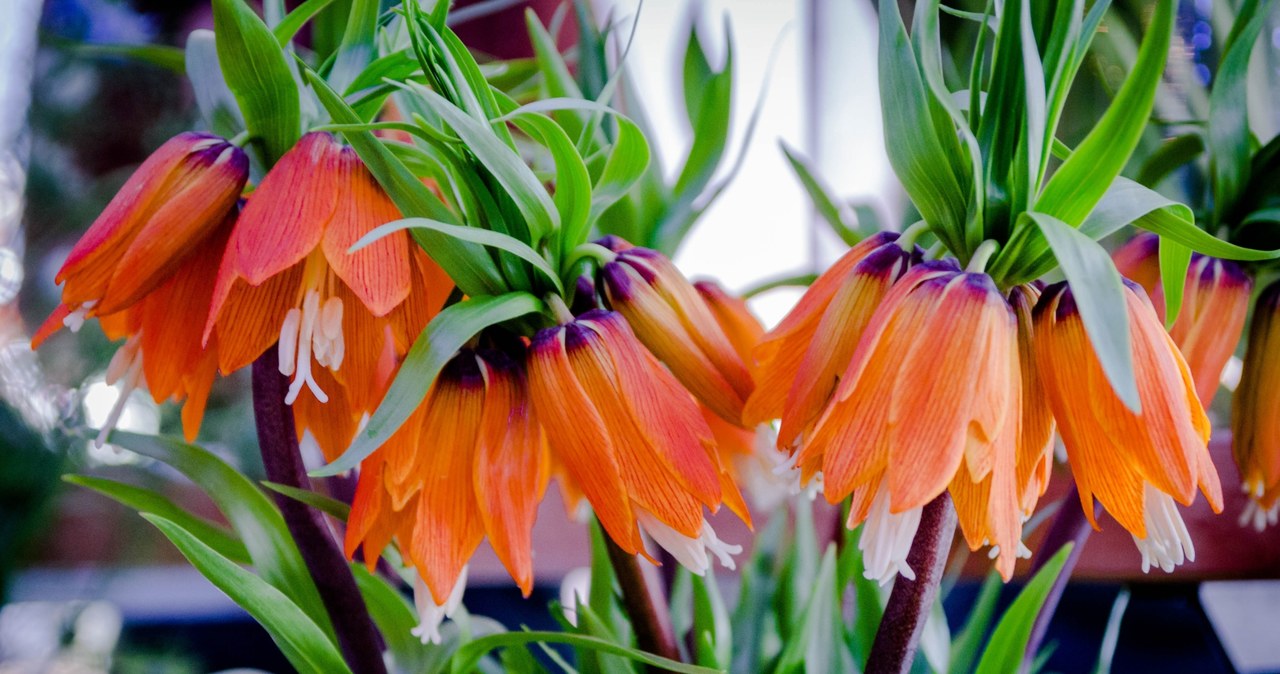Szachownica cesarska charakteryzuje się dzwonkowatymi kwiatami /123RF/PICSEL