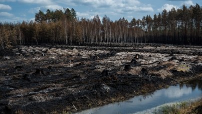 Szacowanie strat w Puszczy Solskiej. Ważny apel leśników i strażaków
