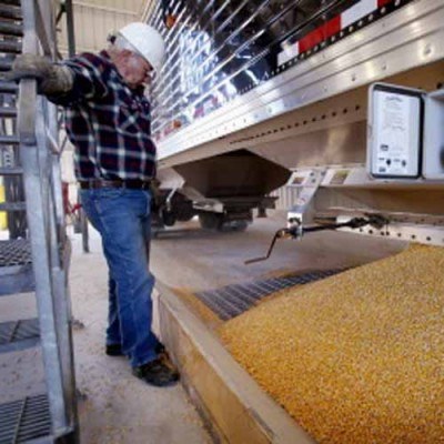 Szacowany spadek produkcji kukurydzy w Chinach sięga 10% /AFP