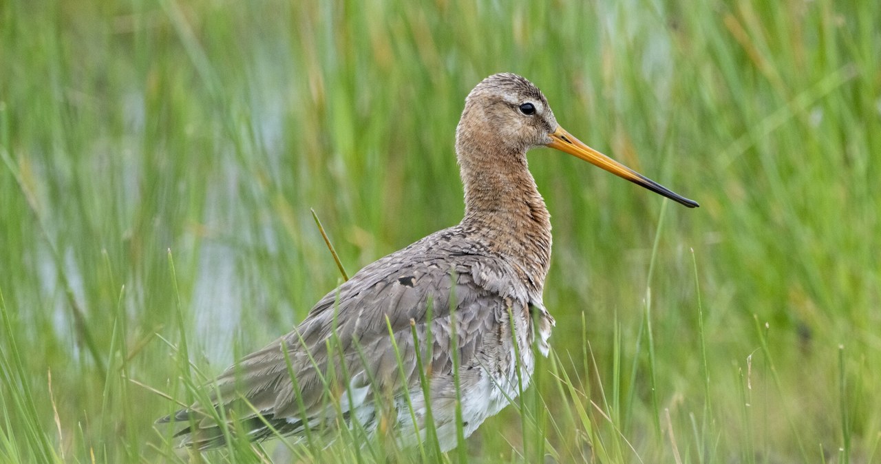 Szacuje się, że populacja rycyka (łac. Limosa limosa) w ostatnich dwudziestu latach spadła o ok. 90 proc. /Fabrice Cahez / Biosphoto /East News