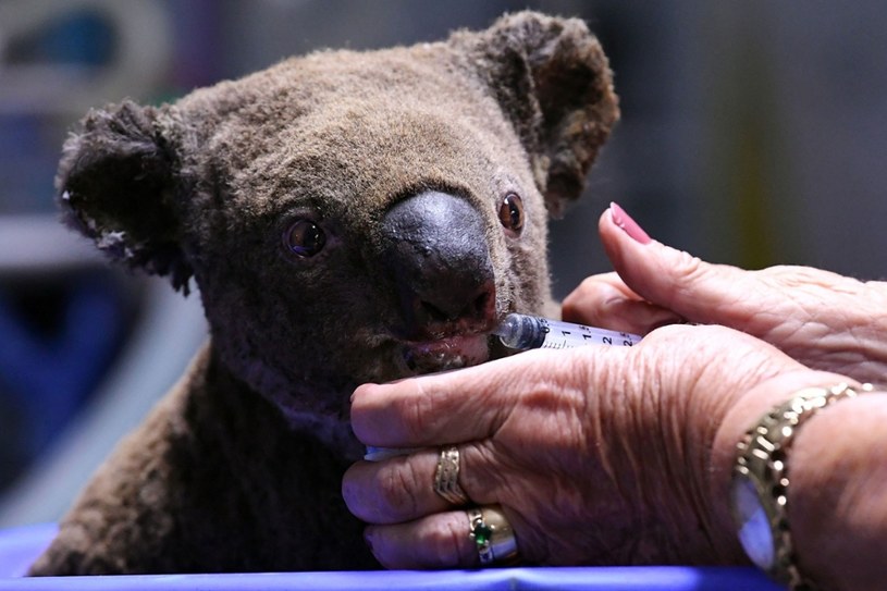Szacuje się, że w wyniku pożarów Australia straciła aż 30% koali, tysiące zwierząt walczy o życie w szpitalach /SAEED KHAN/AFP /East News
