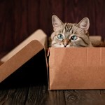Szafirowy kot Schrödingera odsłania prawdę o fizyce kwantowej
