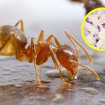 Szalone mrówki od lat są zmorą w USA. Naukowcy odkryli na nie sposób