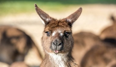 Szalony pomysł Australijczyków: Zlikwidujmy krowy, jedzmy kangury
