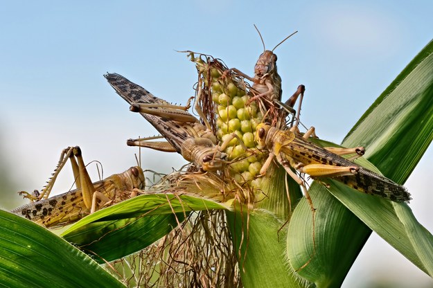 Szarańcza /Shutterstock