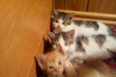 Szare, bure i pstrokate. Wielka galeria Waszych kociaków! Część 3