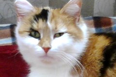 Szare, bure i pstrokate. Wielka galeria Waszych kociaków! Część 3