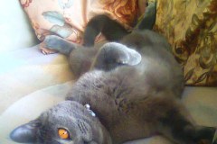 Szare, bure i pstrokate. Wielka galeria Waszych kociaków! Część 4