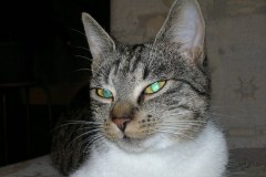 Szare, bure i pstrokate. Wielka galeria Waszych kociaków! Część 4