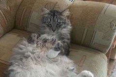 Szare, bure i pstrokate. Wielka galeria Waszych kociaków!