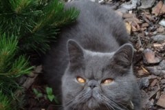 Szare, bure i pstrokate. Wielka galeria Waszych kociaków!