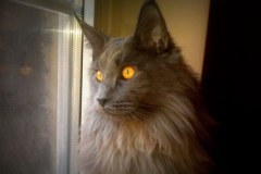 Szare, bure i pstrokate. Wielka galeria Waszych kociaków!