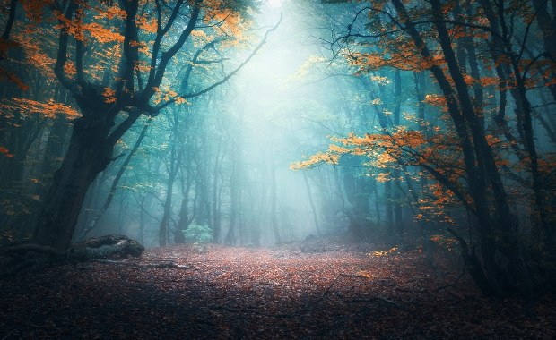 Szatan w podpoznańskim lesie. Wiesz, po czym go poznać?