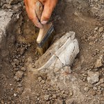 Szczątki ludzkie odnalezione podczas badań archeologicznych we Wrocławiu