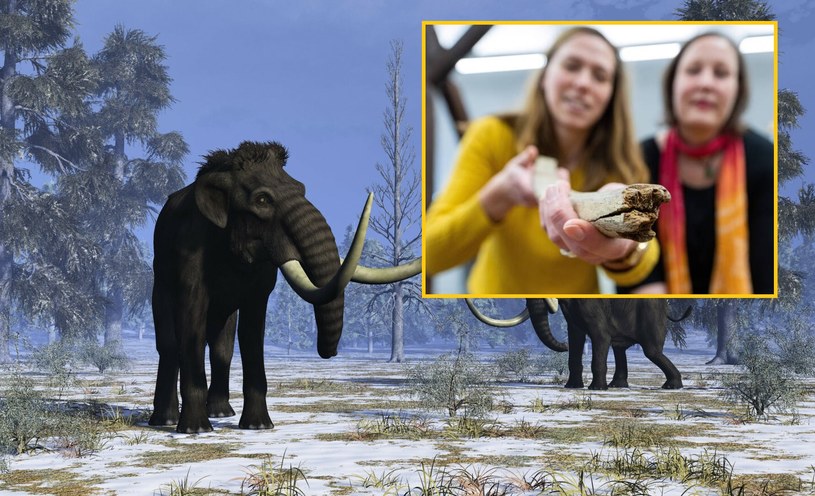 Szczątki mamuta znalezione na strychu. /Bridgeman Images/East News /East News