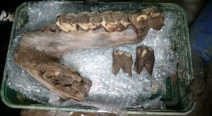 Szczątki mamuta znaleźli na placu budowy. To nie jedyne znalezisko!