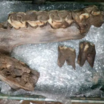 Szczątki mamuta znaleźli na placu budowy. To nie jedyne znalezisko!