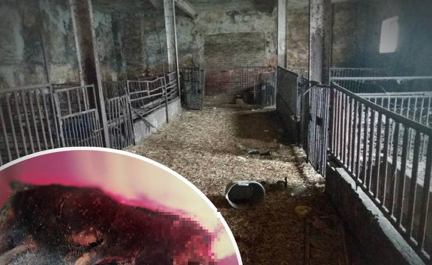 Szczątki na podwórku, zaniedbane kozy. Dramat zwierząt na posesji weterynarza w Gogolinie