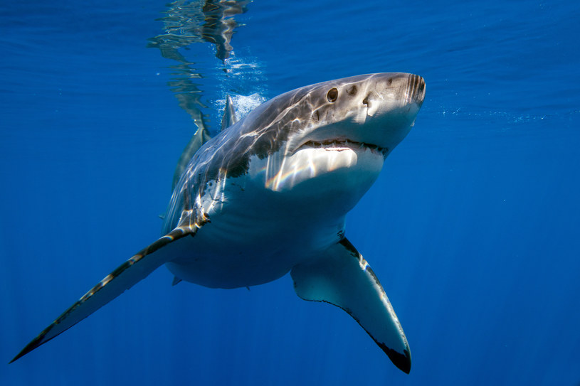 Szczątki rekinów nie są powszechne w Kentucky - tu jeden ze współczesnych gatunków: żarłacz biały /123RF/PICSEL