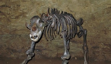 Szczątki stwora sprzed 30 tysięcy lat: Sensacyjne odkrycie w Rosji!