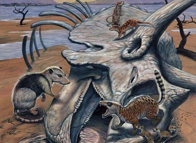 Szczątki triceratopsa, zmarłego 65 milionów lat temu. Chodzą po nim ówczesne ssaki /fot. Mark Halle /&copy; EurekNews.pl