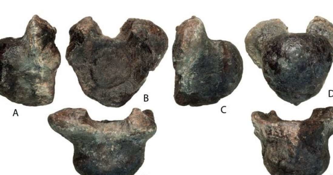 Szczątki wołgatytana - nowego gatunku dinozaura odkrytego w Rosji /materiały prasowe