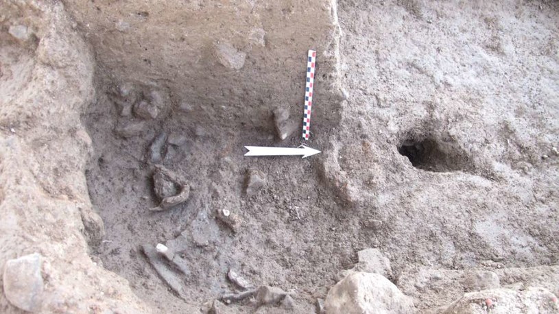 Szczątki znalezione w stanowisku archeologicznym Beisamoun /materiały prasowe