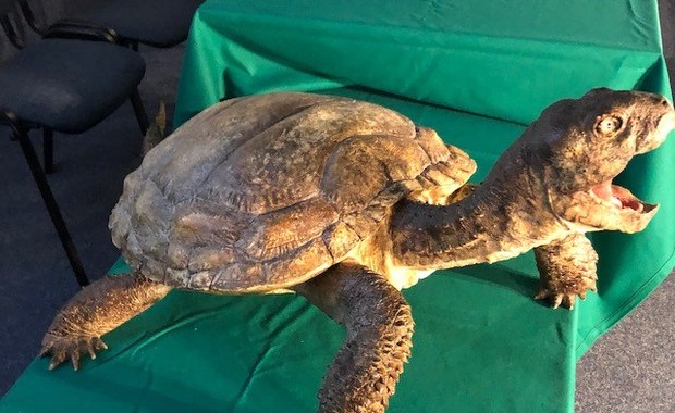 Szczątki żółwia sprzed 215 milionów lat. Wielkie odkrycie polskich naukowców