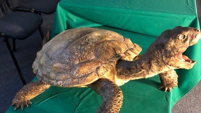 Szczątki żółwia sprzed 215 milionów lat. Wielkie odkrycie polskich naukowców